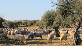 Alentejo – das ländliche Portugal