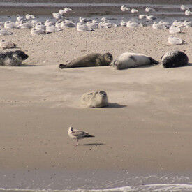 Resilienzförderung durch Herzintelligenz