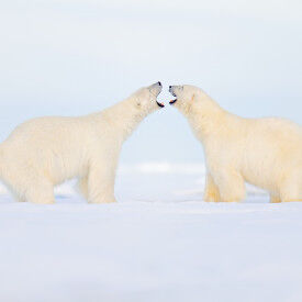 Gewaltfreie Kommunikation in Beruf und Alltag