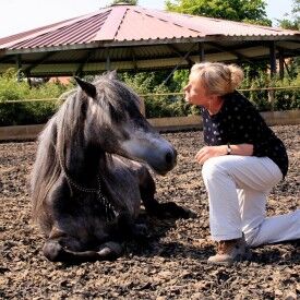 Klares, achtsames und authentisches Miteinander im Beruf - ein Seminar mit Pferden