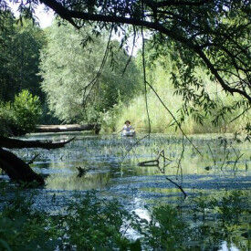 Naturkundliche Kanutour – der Rhein und seine Urwald-Auen am Kaiserstuhl