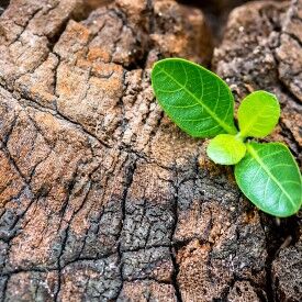 Entfalten Sie Ihre Potenziale mit Hilfe der Positiven Psychologie
