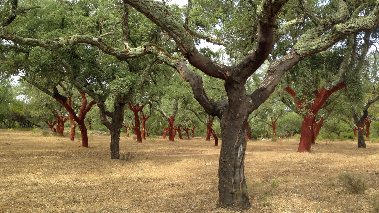 Alentejo – Das ländliche Portugal 50 Jahre nach der Nelkenrevolution