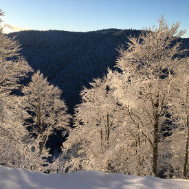 Vom Konflikt zur Verständigung und Kooperation – Intensiv-Einführung in die Gewaltfreie Kommunikation nach Marshall Rosenberg
