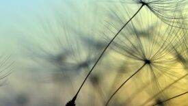 Feldenkrais® - beweglich sein - ein (Berufs-)Leben lang