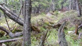 Nationalpark Harz - Schutz für die einzigartige Wald-Landschaft am Brocken