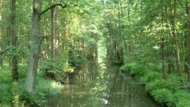 Der Spreewald - eine einzigartige Kulturlandschaft - als Biosphärenreservat geschützt