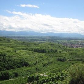 Der Kaiserstuhl – Erhalt und Entwicklung einer wertvollen Kulturlandschaft