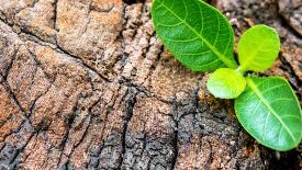 Entfalten Sie Ihre Potenziale mit Hilfe der Positiven Psychologie