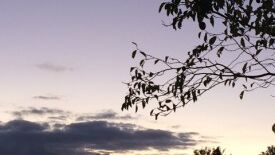 Die Fünf Elemente - natürliche Ressourcen gegen Stress