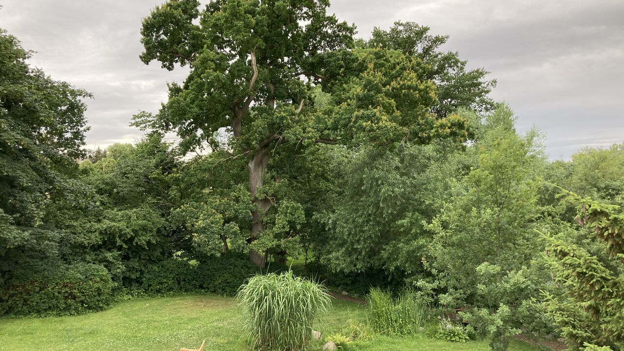 Stressbewältigung mit japanischer Medizin