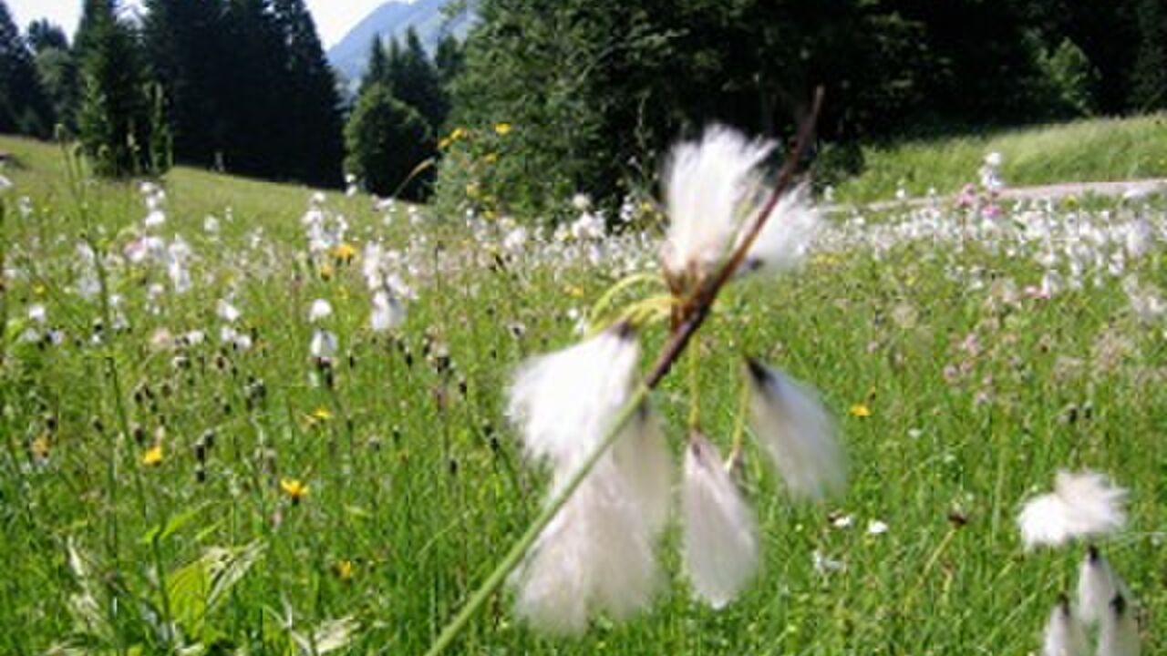 Klimaanpassungsregion Bregenzerwald – enkeltaugliche Strategien in den Alpen