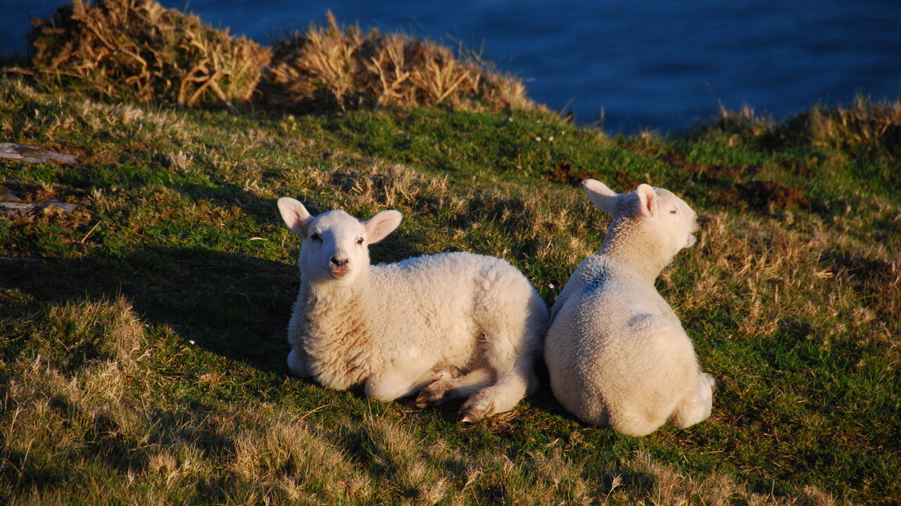 Irlands wilder Westen – Chancen und Risiken einer Region am Rande der EU