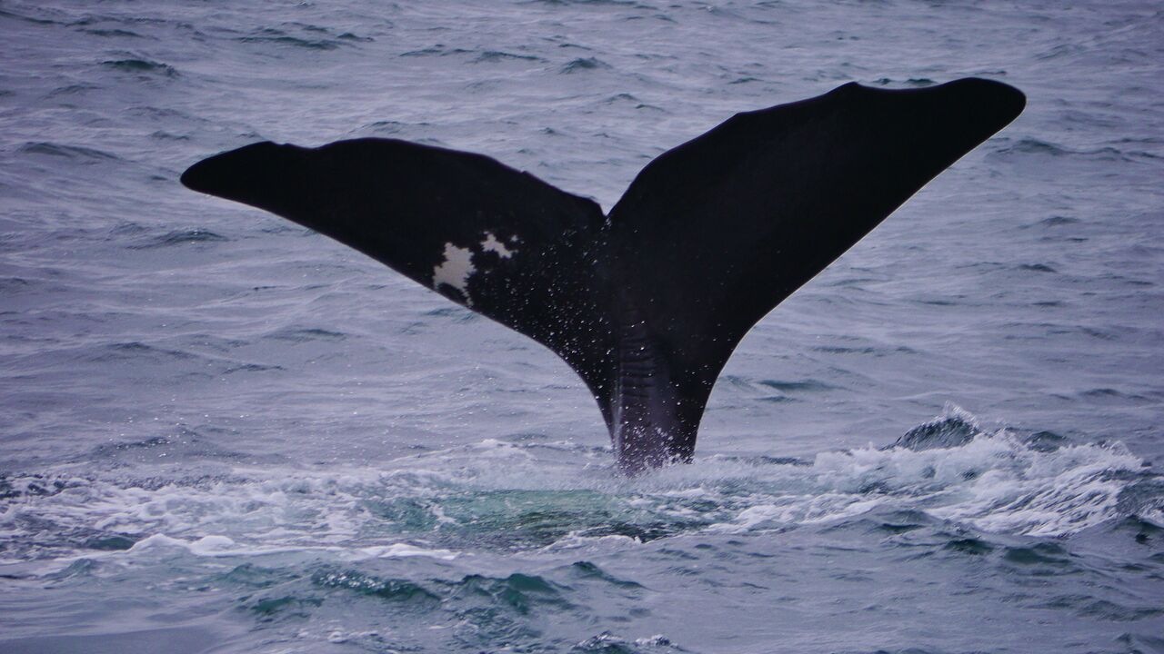 Lofoten und Vesterålen - Ökologie und Umweltprobleme einer Inselgruppe nördlich des Polarkreises