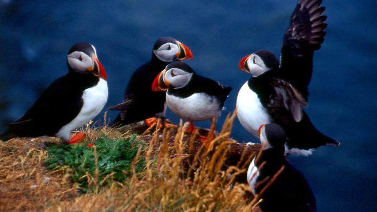 Lofoten und Vesterålen - Ökologie und Umweltprobleme einer Inselgruppe nördlich des Polarkreises