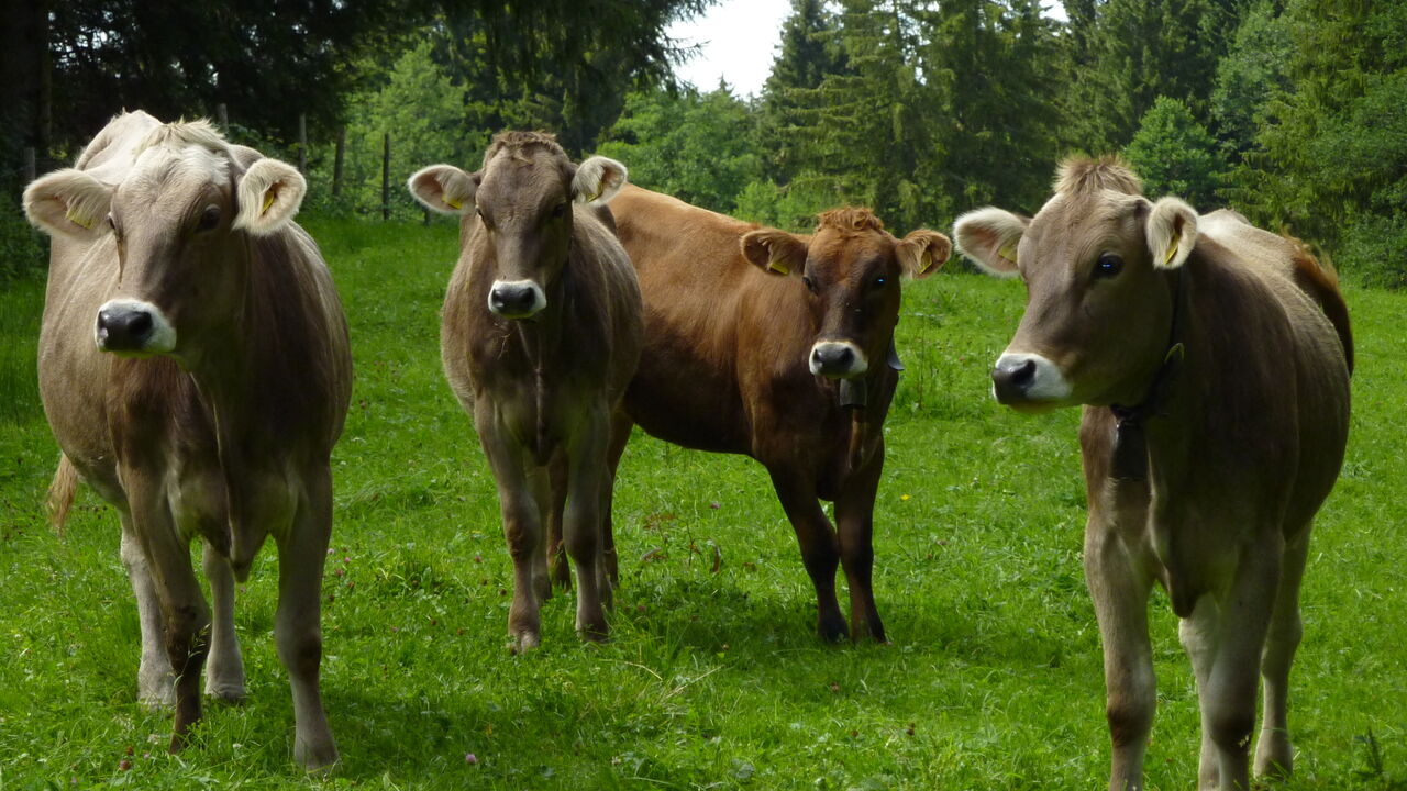 Stressbewältigung nach Jon Kabat-Zinn – Vertiefung
