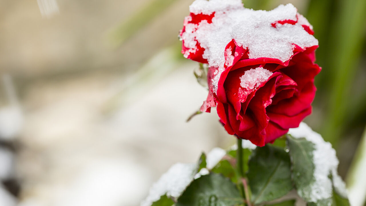 Hör auf dein Herz: Resilient im Beruf mit Herzintelligenz