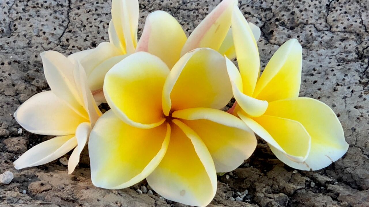 Aloha-Touch - Lomi Aufbautraining