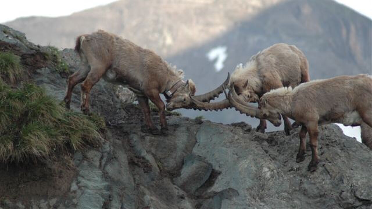 Nationalpark Hohe Tauern - Klimawandel, Tourismus und Artenschutz am Fuße des Pasterzegletschers