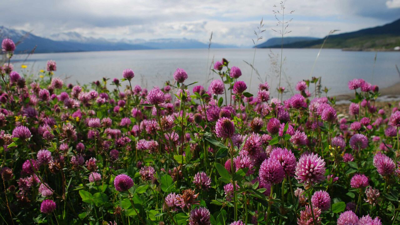 Naturparadies und Ölnation – Nordnorwegen im Spannungsfeld zwischen indigener Lebensweise und Wirtschaftswachstum