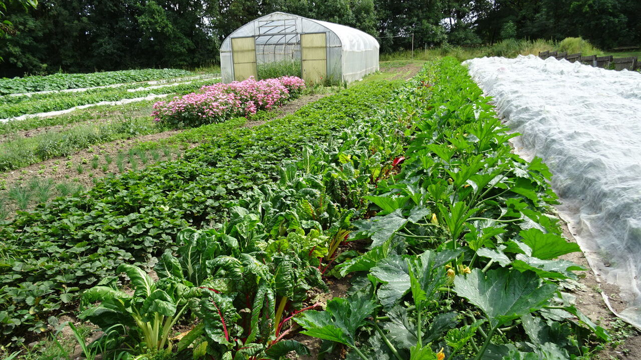 Wohlspannung und Bewegung, Faszien erfahren durch die Franklin Methode®