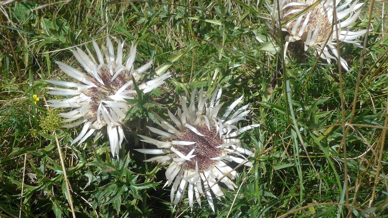 Naturpark Südschwarzwald - 