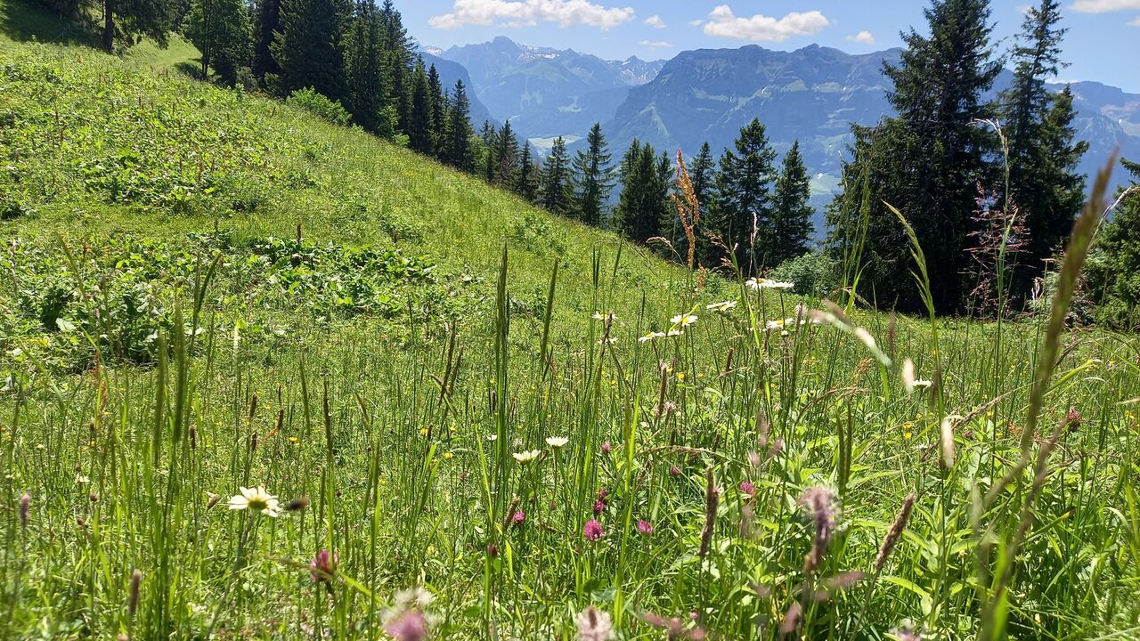 Klimaanpassungsregion Bregenzerwald – enkeltaugliche Strategien in den Alpen