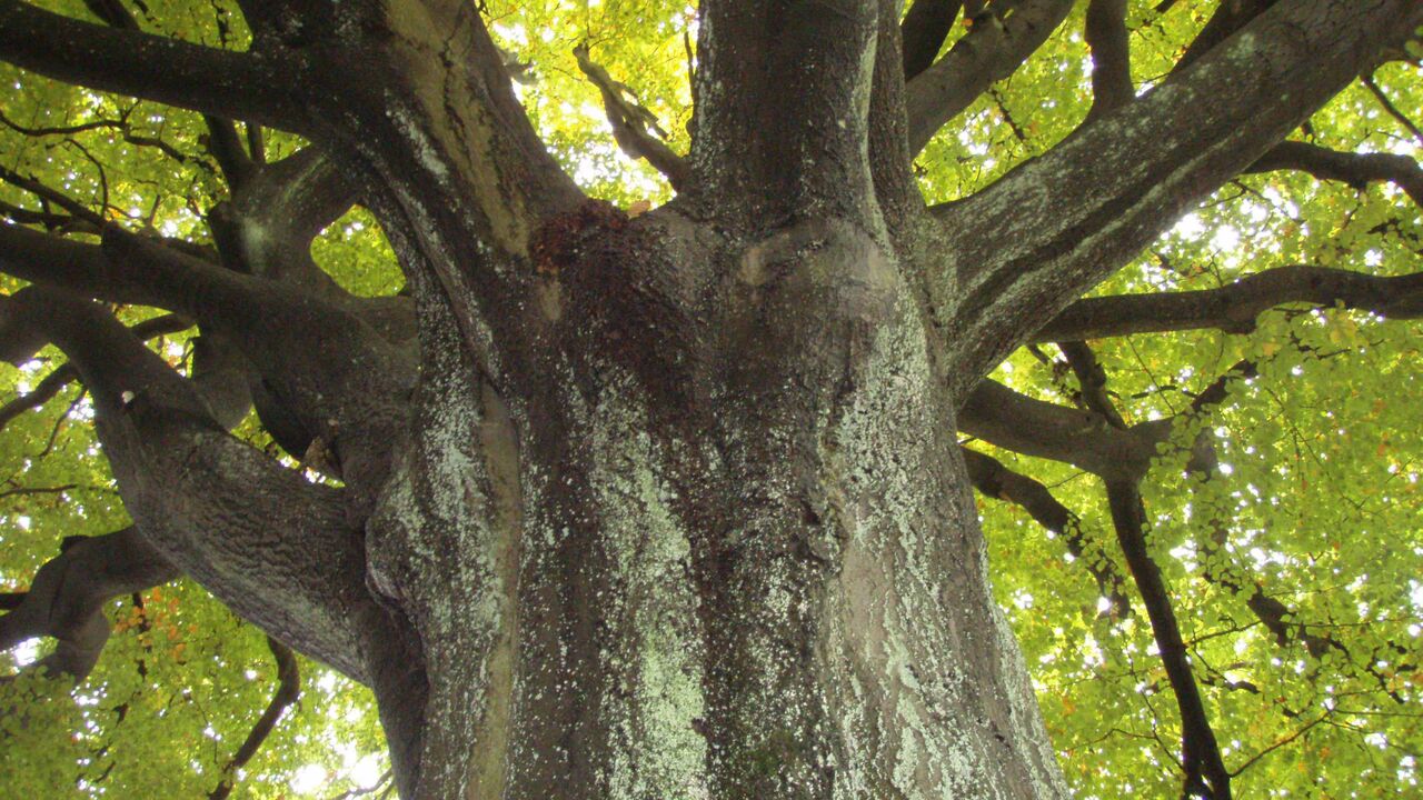 Nationalpark Kellerwald - Wildnis im Buchenwald und UNESCO-Weltnaturerbe
