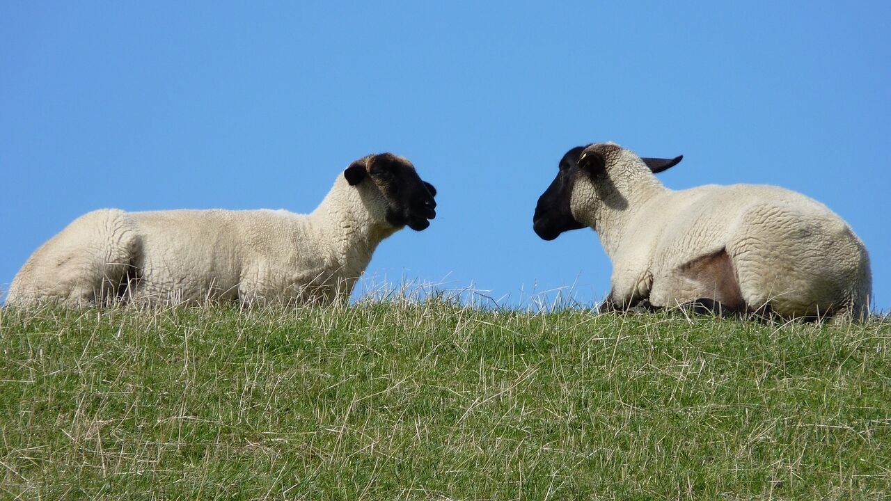 Ostfriesland – Wandel einer Küstenregion zwischen Identitätsbewahrung und Zukunftsfähigkeit