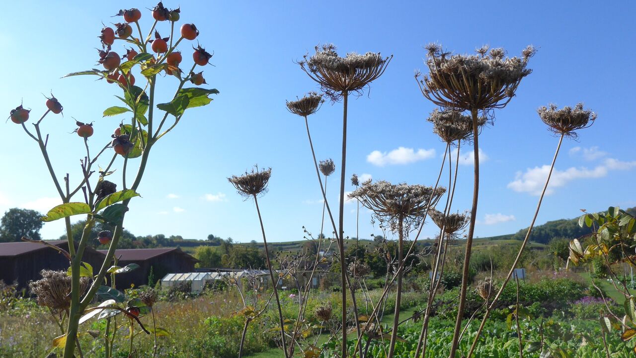 Der Kaiserstuhl – Erhalt und Entwicklung einer wertvollen Kulturlandschaft