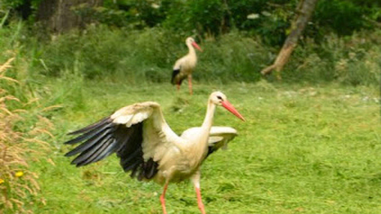 Der Spreewald - eine einzigartige Kulturlandschaft - als Biosphärenreservat geschützt