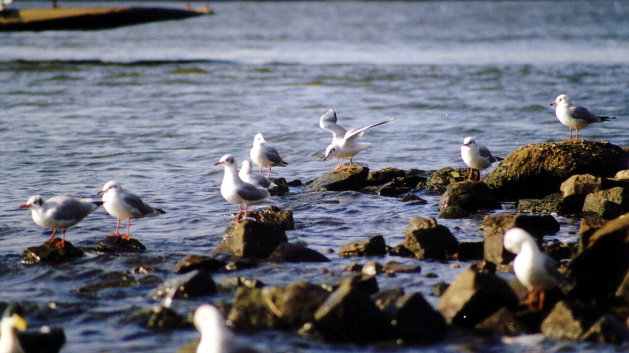 Mit ganzem Herzen sein mit Iyengar®-Yoga