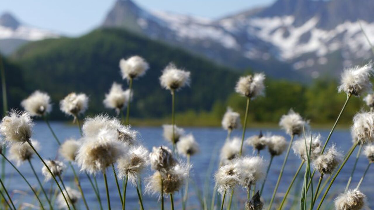 Lofoten und Vesterålen - Ökologie und Umweltprobleme einer Inselgruppe nördlich des Polarkreises