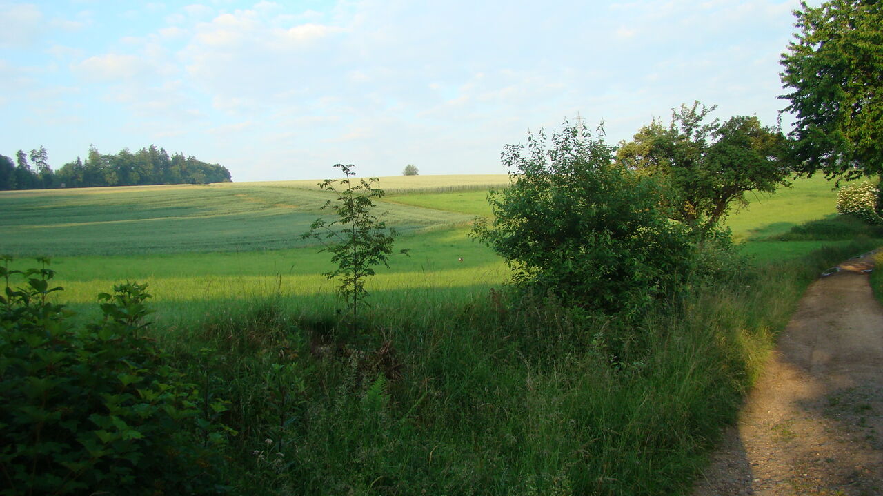 Mit Veränderung umgehen - Resilienzförderung durch Iyengar-Yoga®