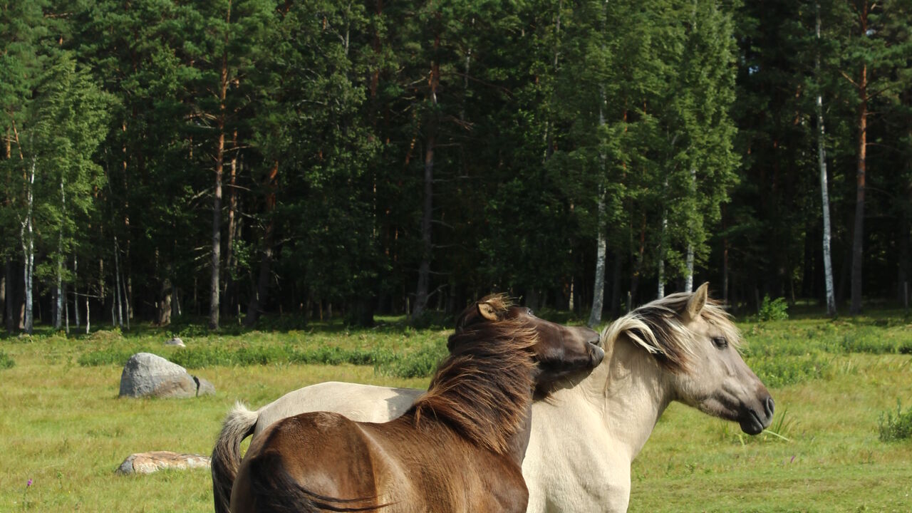 Epona-Intensiv - Weiterbildung in pferdegestützter Persönlichkeitsentwicklung