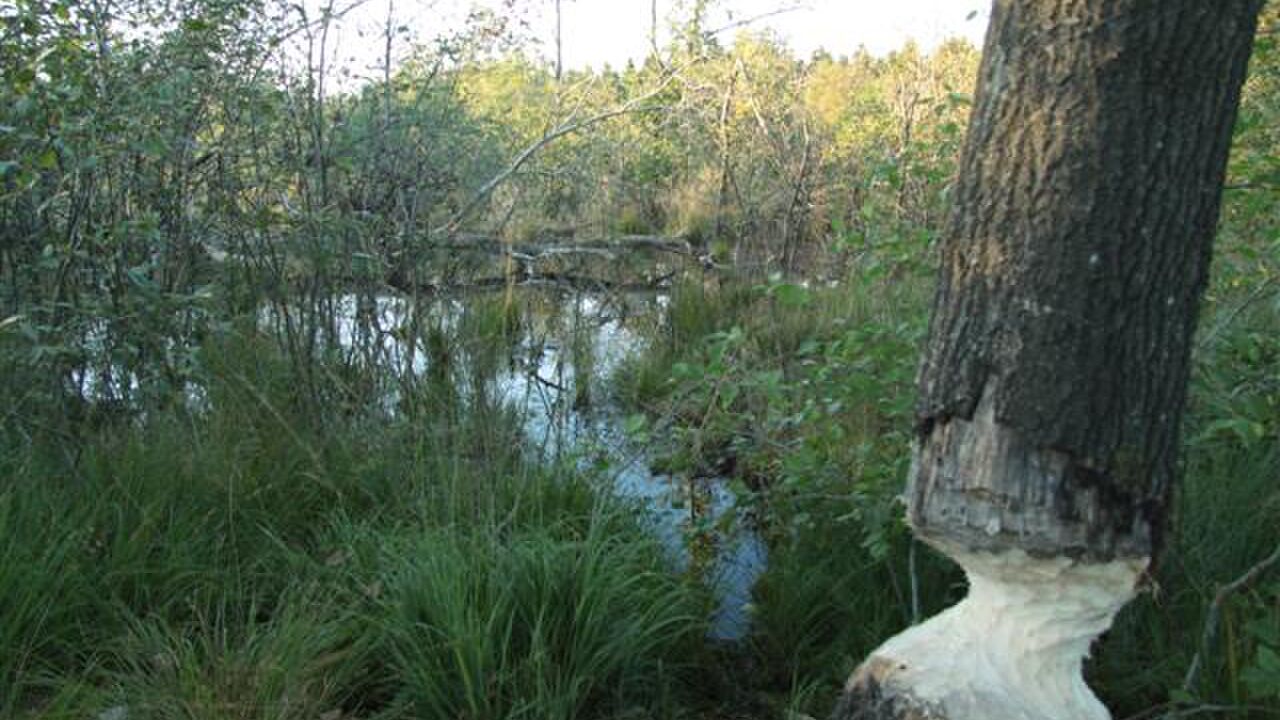 Nationalpark Eifel und Braunkohletagebau Inden - Natur zwischen Schutz und Nutzung