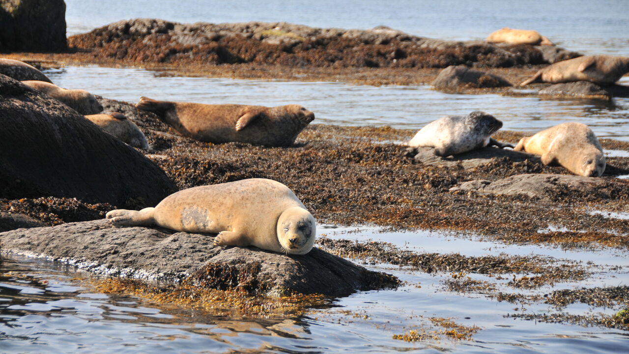 Irlands wilder Westen – Chancen und Risiken einer Region am Rande der EU