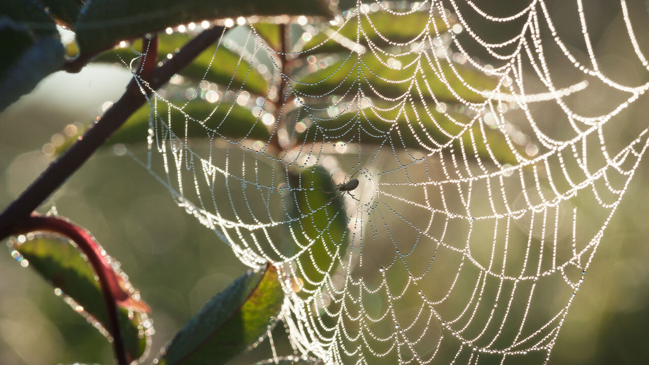 Resilienz-Training für den beruflichen Alltag