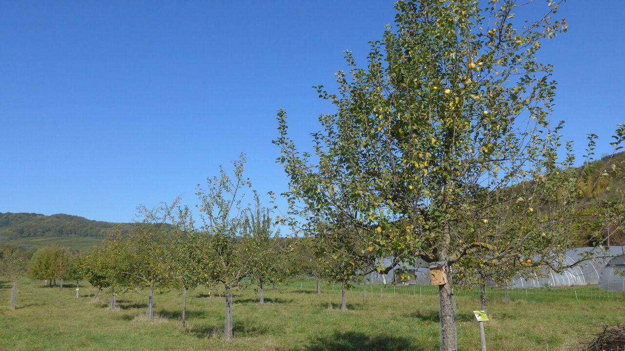 Der Kaiserstuhl – Erhalt und Entwicklung einer wertvollen Kulturlandschaft