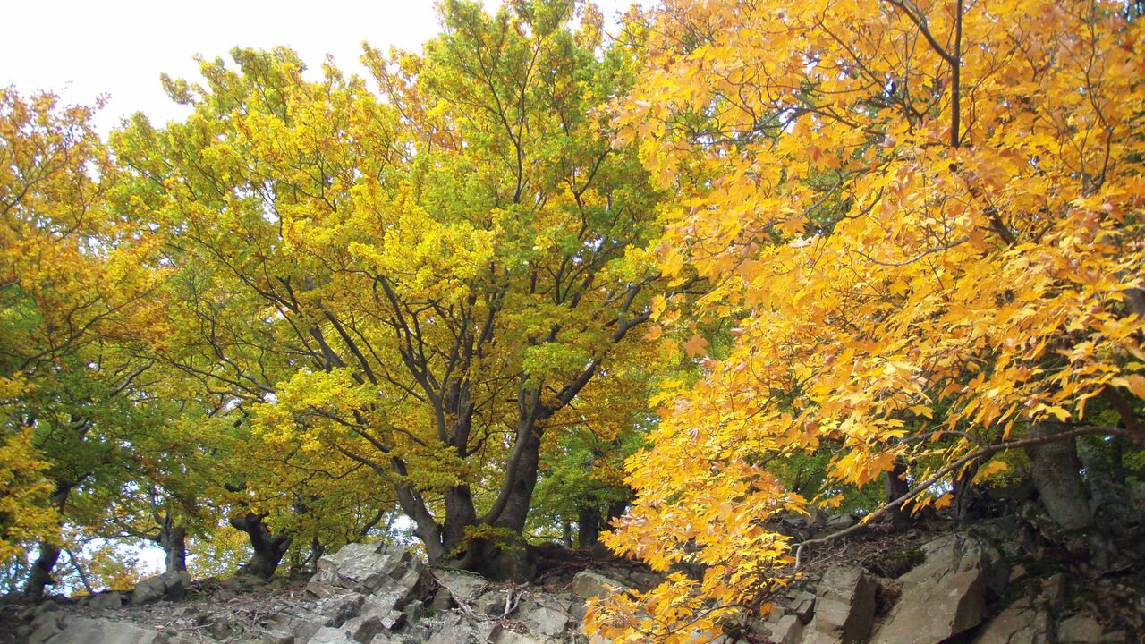 Nationalpark Kellerwald - Wildnis im Buchenwald und UNESCO-Weltnaturerbe
