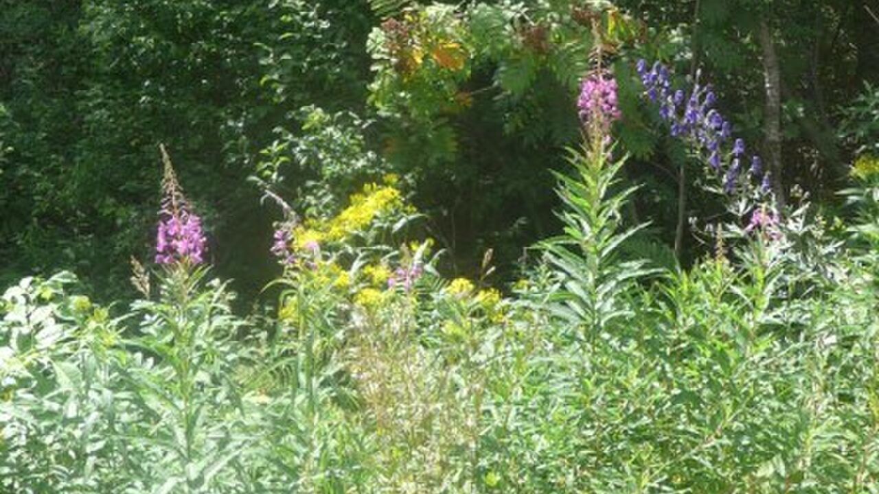 Naturpark Südschwarzwald - 