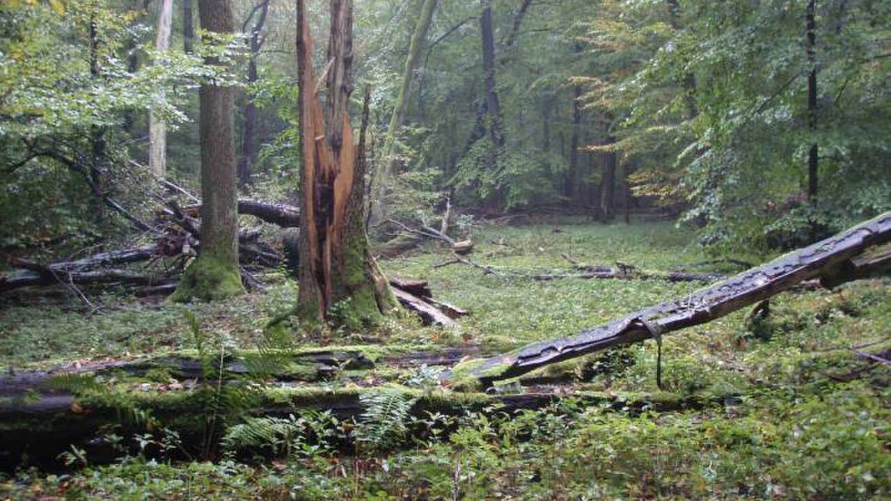 Nationalpark Hainich - Schutz für den „Urwald mitten in Deutschland“