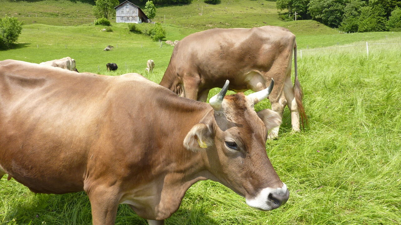 „Wildes Westallgäu“ und östliche Bodensee-Region: einzigartige Natur- und Kulturlandschaften „unter Druck“