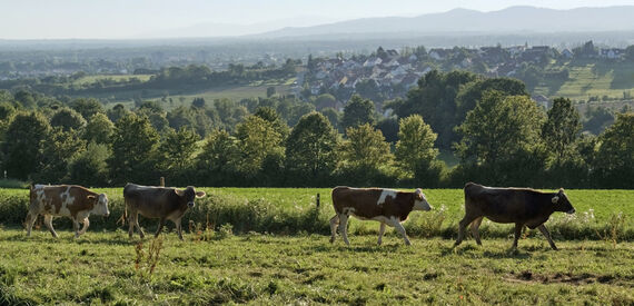 Bio-Musterregion-Breisgau Header