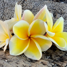 Aloha-Touch - Hawaiian Practitioner
