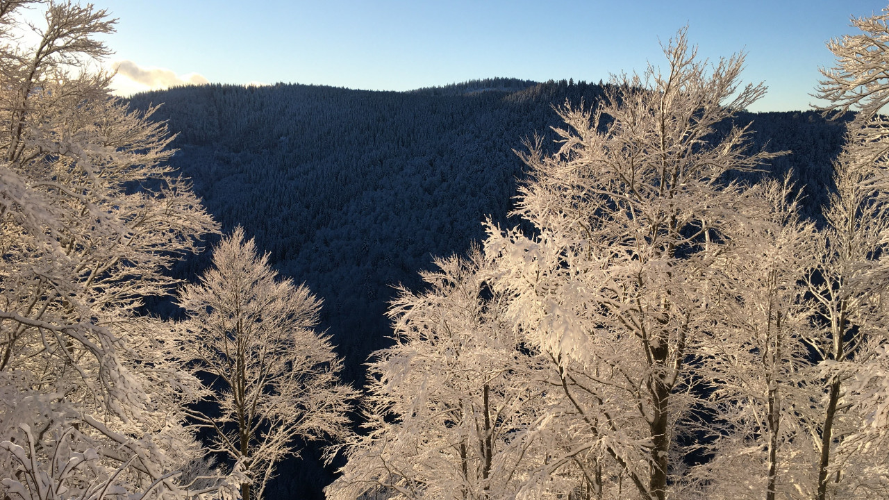 Mit innerer Klarheit ins neue Jahr – Gewaltfreie Kommunikation nach Rosenberg und Resilienz