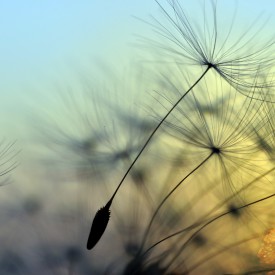 Feldenkrais® - beweglich sein - ein (Berufs-)Leben lang