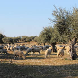 Alentejo – Das ländliche Portugal 50 Jahre nach der Nelkenrevolution