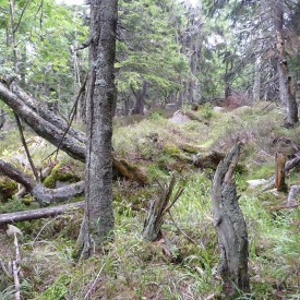 Nationalpark Harz - Schutz für die einzigartige Wald-Landschaft am Brocken