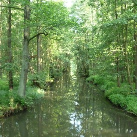 Der Spreewald - eine einzigartige Kulturlandschaft - als Biosphärenreservat geschützt